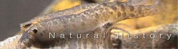 Mussels - Natural history banner